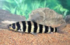 Black And White Striped Fish Freshwater Pin On My Fish Tank