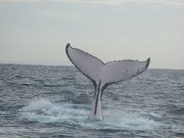 The humpback whale is one of the largest animals on earth, growing to lengths of more than 50 feet (16 m) and weights of 40 tons (36 metric tonnes). Why Are Whales So Massive It S All About Energy Smart News Smithsonian Magazine