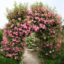 Hardy to zone 4 or 5. Perfekter Rosenbogen Rosen Ratgeber Informatives Rosen Online Kaufen Im Rosenhof Schultheis