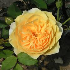 English roses from david austin roses | bare root & potted plants. Buy Graham Thomas Trevor White Roses Old Rose Specialist