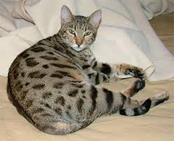 Post your available cats and kittens for sale or adoption and let us bring loving parents to you. Home Cleveland Savannah Breeder Bengal Breeder And Abyssinian Breeder