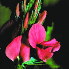 Image result for Microcharis annua