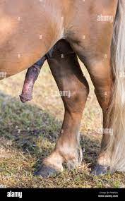 Horsecock erection