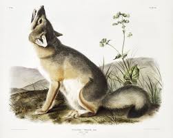 Free Public Domain Www Rawpixel Com Swift Fox Vulpes Velox From The Viviparous Quadrupeds Of North Ameri Fox Illustration Animal Posters Animal Paintings