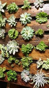 repuposed reclaimed reused wood mur vegetal palette mur vegetal jardins verticaux