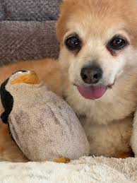 Hi all! I just wanted to introduce myself and share a photo that I took of  my little chap Timmy who's 15.