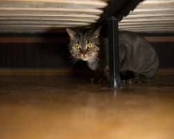 cat hiding under a bedの画像