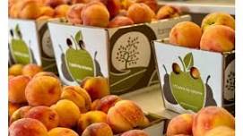 Peach Festival