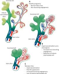 Image result for Endostemon villosus