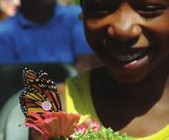 annual report 2016-2017