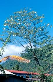 Image result for Craibia grandiflora