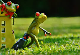 תוצאת תמונה עבור ‪frogs‬‏