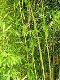 There are basically 2 ways to get rid of bamboo. How To Get Rid Of Invasive Bamboo Gardening Channel
