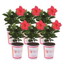 We did not find results for: Costa Farms Live Outdoor 15in Tall Multicolor Mandevilla Flowering Direct Sunlight Plant In 1qt Pot 6 Pack Walmart Com Walmart Com