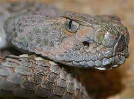 Terco Paco El Bandido Poisonous Snakes Snake Photos Beautiful Snakes