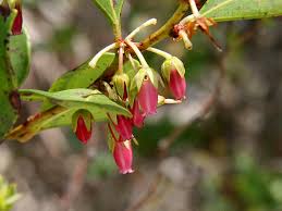 Image result for Rawsonia lucida