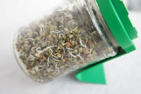 Epingle Sur Germination