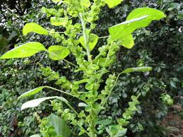 Image result for Acalypha fruticosa