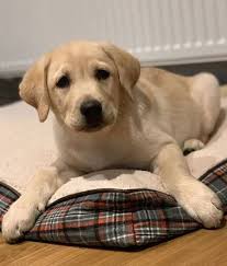 Browse thru boston terrier puppies for sale in oregon, usa area listings on puppyfinder.com to find your perfect puppy. Fall In Labrador Love With Pictures Of Lab Puppies Black Chocolate And Yellow Labs Lab Puppies Labrador Retriever Yellow Lab Puppy