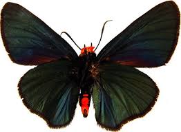 Image result for Caucanthus auriculatus