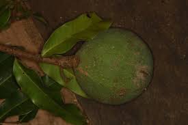 Image result for Landolphia owariensis