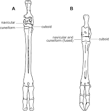 Related to pigs and peccaries (that is, suina) than to cetaceans. A Gene Tree Test Of The Traditional Taxonomy Of American Deer The Importance Of Voucher Specimens Geographic Data And Dense Sampling
