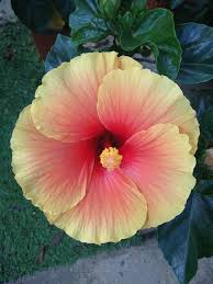 Antara warna yang terdapat pada bunga raya tersebut ialah merah jambu, putih, kuning dan merah (warna kesukaan saya)^^. Bunga Raya Jepun Rasa Sayang Florist Nurseries Facebook