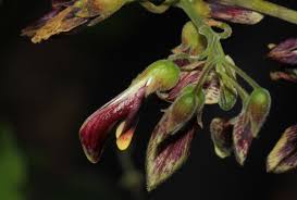 Image result for Rhynchosia divaricata