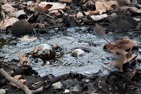 Microbes In A Tar Pit The Scientist Magazine