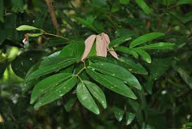 Image result for Cynometra alexandri