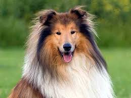 He's had his first vet check and shot. Collie Price Temperament Life Span