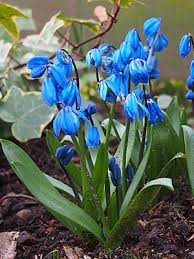 Image result for Scilla