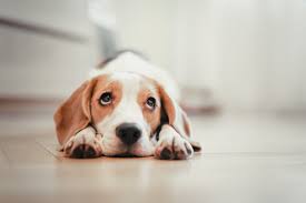 Your dog is also likely to suffer from bites from wolf spiders. Spider Bites On Dogs What Owners Need To Know Care Com