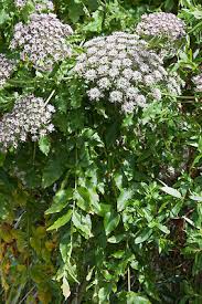 Image result for Daucus melananthus
