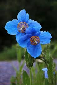 Dondu Adli Kullanicinin Cicek Panosundaki Pin Guller Cicek Bahce