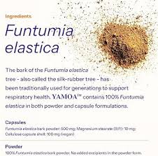 Image result for Funtumia