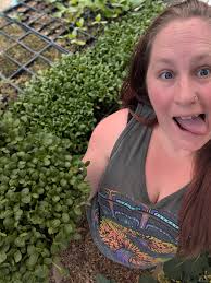 Tansy plant is toxic to horses