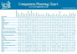 Companion Planting Chart Living Herbs New Zealand