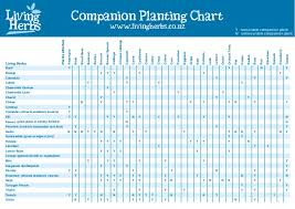 companion planting chart living herbs new zealand