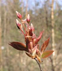 Image result for Amelanchier laevis