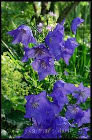Campanula Persicifolia Blooms In June Also In White Great With Peonies And Drumstick Allium Plants Bloom Campanula