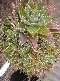 More than 71 aloe cactus at pleasant prices up to 23 usd fast and free worldwide shipping! Aloe Nobilis With Dozens Of Pups Cacti And Succulents Flowering Succulents Succulent Gardening