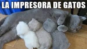 Jun 11, 2021 · el gato ruso aquiles, el oráculo de la eurocopa en san petersburgo, pronosticó este viernes la victoria de italia sobre turquía en el partido inaugural del torneo. Prrreciosos Memes Para Celebrar El Dia Internacional Del Gato