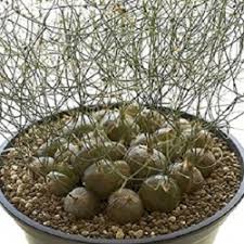 Image result for Drimia calcarata