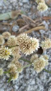 Image result for Alternanthera sessilis