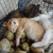 Kediler Patates Yer Mi