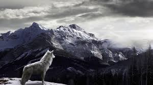 Tutti gli sfondi sono disponibili sono in full hd. Winter Wolf Wallpapers 4k Hd Winter Wolf Backgrounds On Wallpaperbat