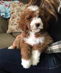 Search listings for sheepadoodles and other items on ksl classifieds. Best Mini Sheepadoodle Breeders On The East Coast 2021 We Love Doodles