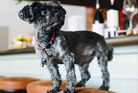 Most dogs and cats need to be gradually transitioned into a forever home, and what better way than to do it with an experienced animal trainer from santa monica paws. That S Just