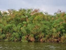 Image result for Cyperus papyrus